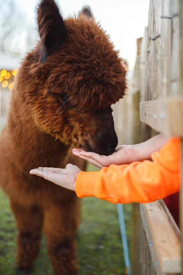 Wereldse Bell Tenten Met Alpaca'S Paasloo Экстерьер фото